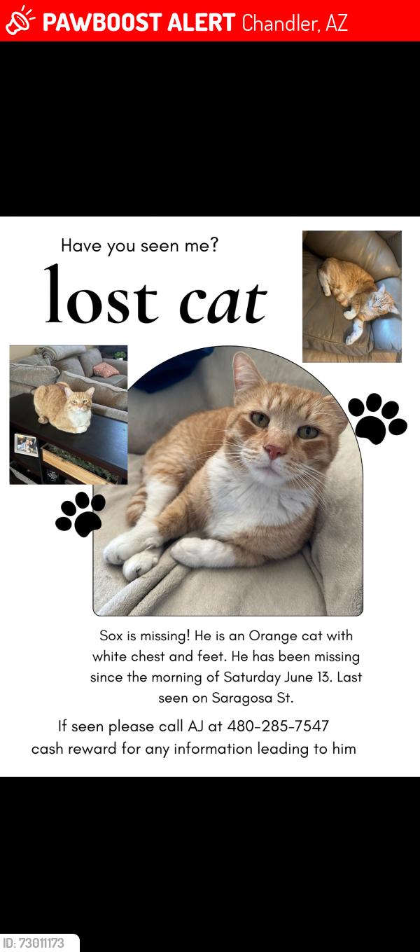Lost Male Cat last seen hearthstone neighborhood , Chandler, AZ 85226