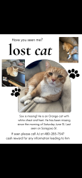 Lost Male Cat last seen hearthstone neighborhood , Chandler, AZ 85226