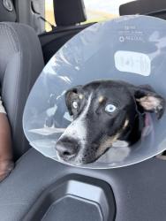 Reunited Male Dog last seen San Vicente , San Diego, CA 92114