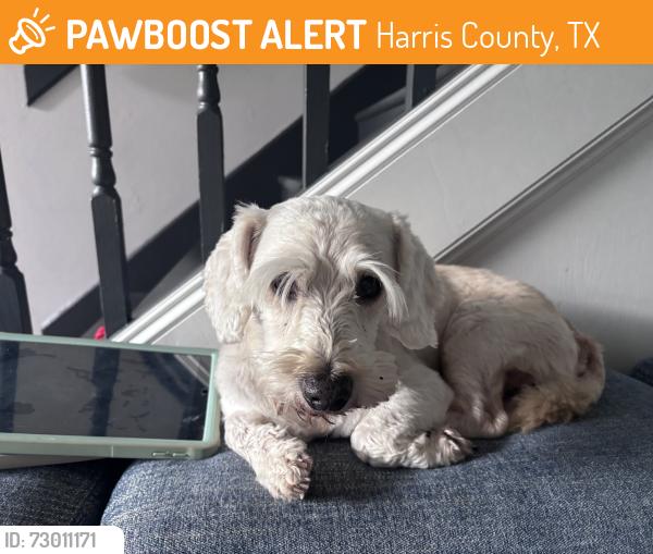 Found/Stray Male Dog last seen Elrod & Morton Rx, Harris County, TX 77449