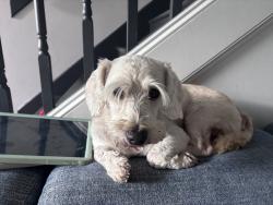 Found/Stray Male Dog last seen Elrod & Morton Rx, Harris County, TX 77449