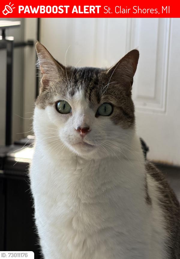 Lost Male Cat last seen Masonic and Jefferson , St. Clair Shores, MI 48082