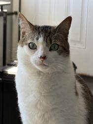 Lost Male Cat last seen Masonic and Jefferson , St. Clair Shores, MI 48082