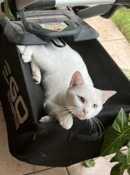 Lost Male Cat last seen Bentsen, Edinburg, TX 78539