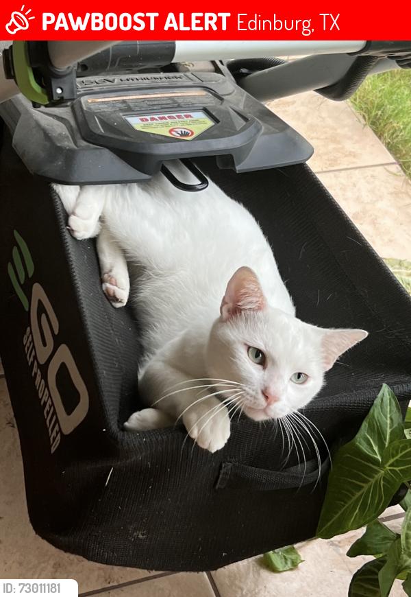 Lost Male Cat last seen Bentsen , Edinburg, TX 78539