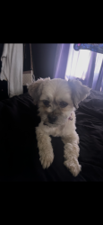 Reunited Female Dog last seen whittset and stag st, Los Angeles, CA 91606