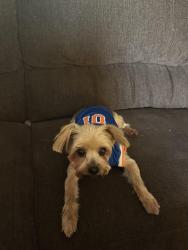 Lost Male Dog last seen Flatlands 3 , Brooklyn, NY 11236