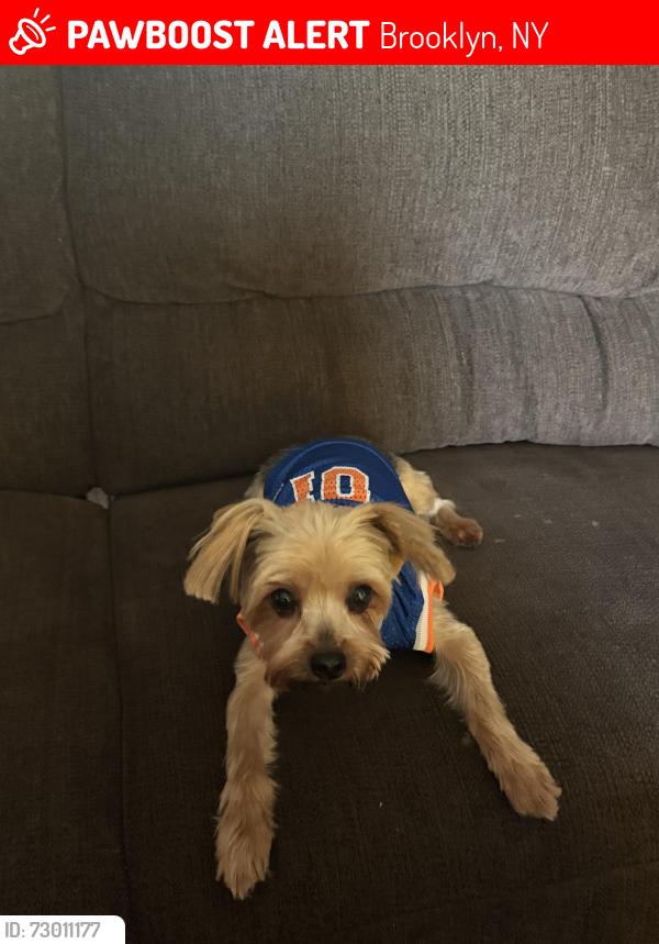Lost Male Dog last seen Flatlands 3 , Brooklyn, NY 11236