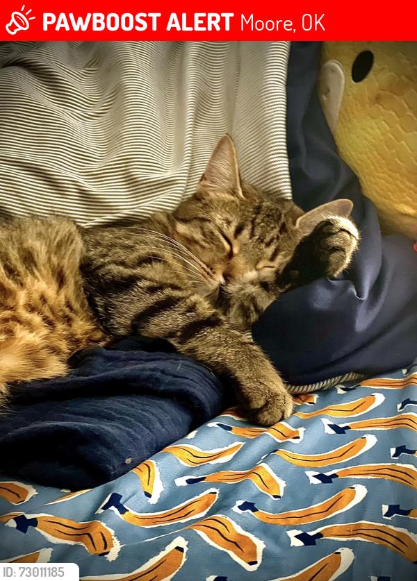 Lost Male Cat last seen SW 34th and Santa Fe, Moore, OK 73160