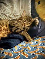 Lost Male Cat last seen SW 34th and Santa Fe, Moore, OK 73160