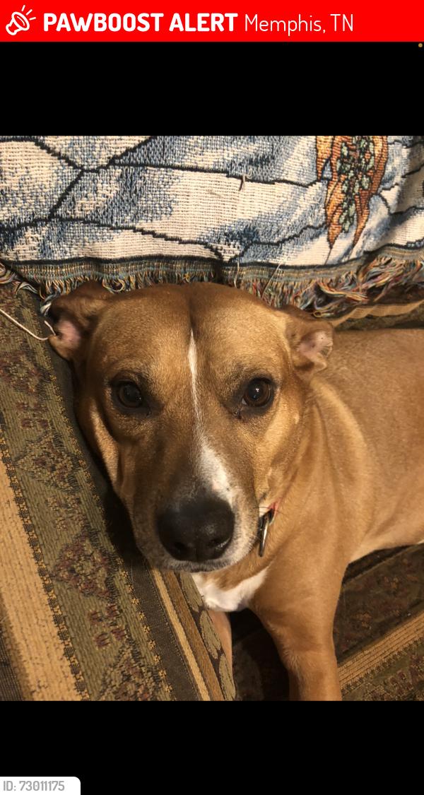 Lost Female Dog last seen Butterfly Dr. and Butternut Dr. Hillshire area, Memphis, TN 38133