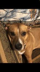 Lost Female Dog last seen Butterfly Dr. and Butternut Dr. Hillshire area, Memphis, TN 38133