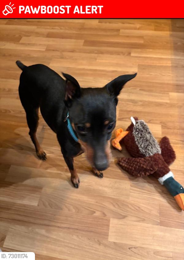 Lost Male Dog last seen Near Highland Avenue , Franklin Township, NJ 08873
