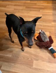 Lost Male Dog last seen Near Highland Avenue , Franklin Township, NJ 08873