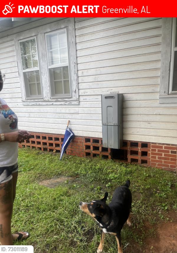 Lost Male Dog last seen Thames Street, Greenville, AL 36037