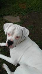 Reunited Female Dog last seen By Garland Highschool, Garland, TX 75040
