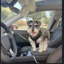 Lost Male Dog last seen Home Depot off 35 and sycamore , Fort Worth, TX 76134