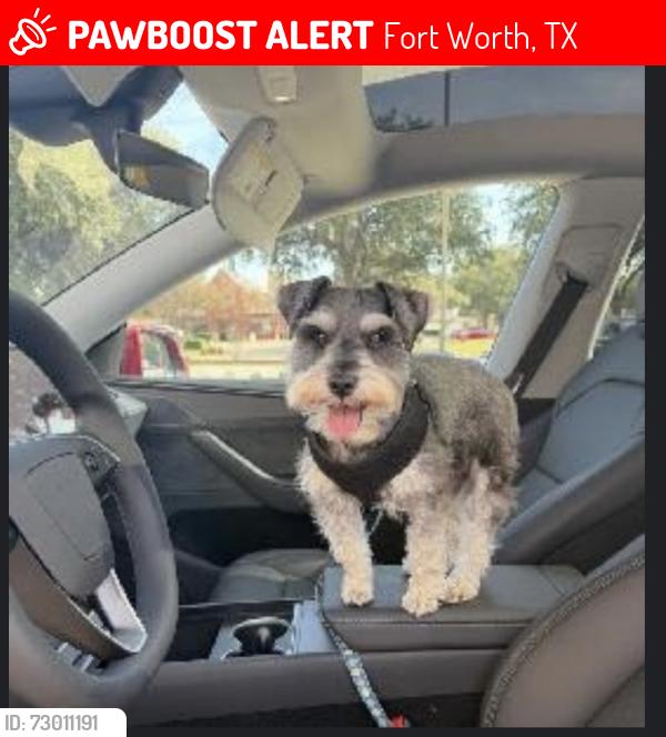 Lost Male Dog last seen Home Depot off 35 and sycamore , Fort Worth, TX 76134