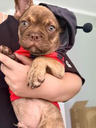 Lost Male Dog last seen live like bella park, leisure city, Homestead, FL 33033