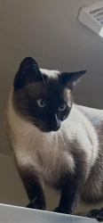 Lost Male Cat last seen Blanchard Ave , Chambersburg, PA 17201