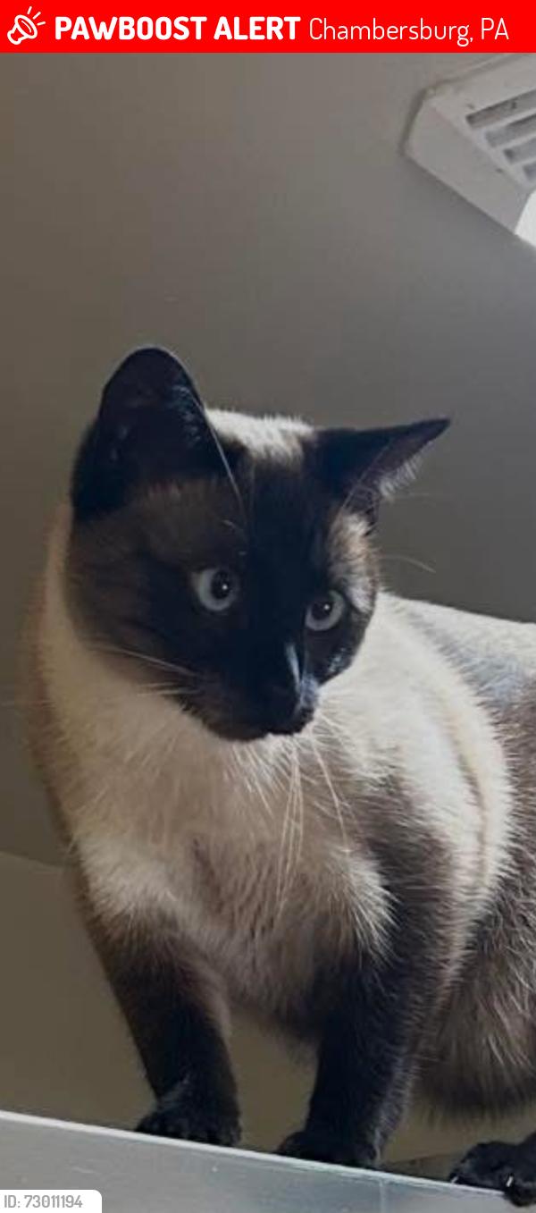Lost Male Cat last seen Blanchard Ave , Chambersburg, PA 17201