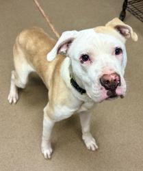 Shelter Stray Male Dog last seen Near Lockwood Terrace, Decatur 30030, 30030, GA, 3280 Chamblee Dunwoody Rd, Chamblee, GA 30341, USA