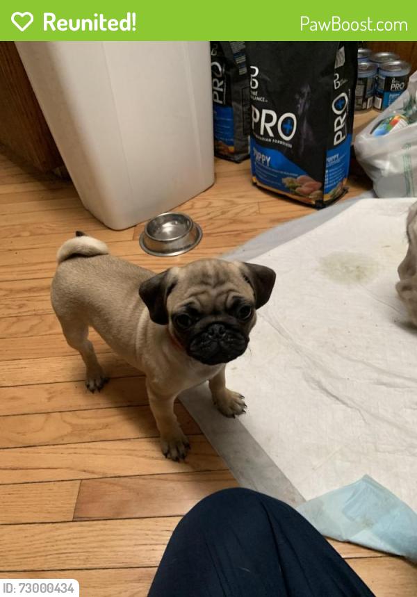Reunited Male Dog last seen Westminister SE and Surrey Ct SE, Port Orchard, WA, Parkwood, WA 98366