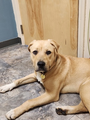 Shelter Stray Male Dog last seen lolo, MT, MISSOULA COUNTY, MT, 5930 U.S. Hwy 93 S, Missoula, MT 59804, USA