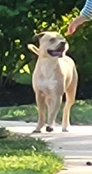 Reunited Male Dog last seen Drexelbrook Drive and Ferne, Drexel Hill, PA 19026