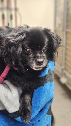 Shelter Stray Female Dog last seen Near Blk of Hamilton Middletown Rd, Lemon Twp, OH, 1820 Princeton Rd, Hamilton, OH 45011, USA