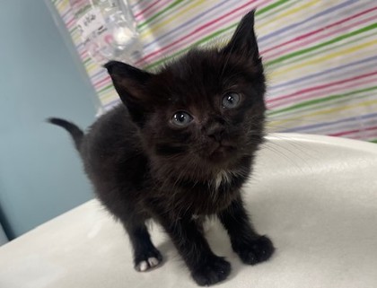 Shelter Stray Male Cat last seen Elmer St, Lucas County, OH, 827 Illinois Ave, Maumee, OH 43537, USA