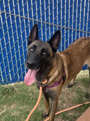 Shelter Stray Female Dog last seen Near E Berry St., Central District, TX, 355 Hillshire Dr, Haslet, TX 76052, USA