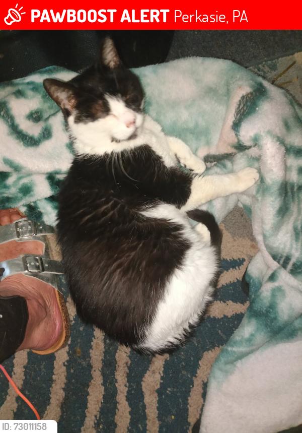 Lost Male Cat last seen Near  Old Bethlehem Road- at Apt building-, Perkasie, PA 18944