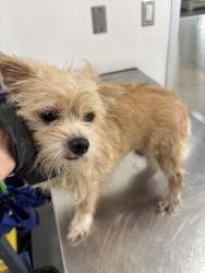 Shelter Stray Female Dog last seen Near GALVEZ AVE, Central District, , 355 Hillshire Dr, Haslet, TX 76052, USA