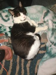 Lost Male Cat last seen Near  Old Bethlehem Road- at Apt building-, Perkasie, PA 18944