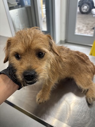 Shelter Stray Male Dog last seen Near GALVEZ AVE, Central District, , 355 Hillshire Dr, Haslet, TX 76052, USA
