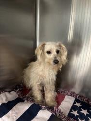 Shelter Stray Female Dog last seen Near GALVEZ AVE, Central District, , 355 Hillshire Dr, Haslet, TX 76052, USA