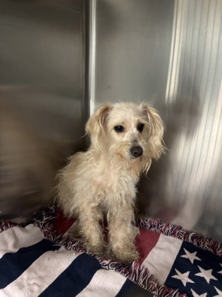 Shelter Stray Female Dog last seen Near GALVEZ AVE, Central District, , 355 Hillshire Dr, Haslet, TX 76052, USA