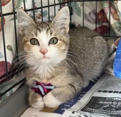 Shelter Stray Female Cat last seen Nagle St | University Dr, City of College Station, TX, 5359 Leonard Rd, Bryan, TX 77807, USA