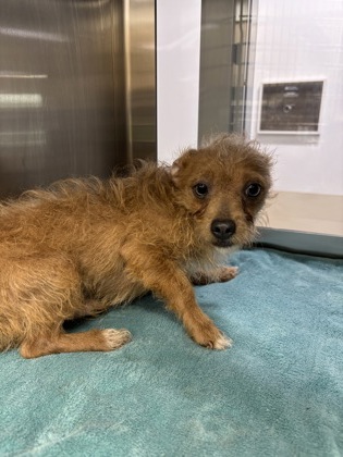 Shelter Stray Male Dog last seen Near GALVEZ AVE, Central District, , 355 Hillshire Dr, Haslet, TX 76052, USA