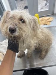 Shelter Stray Female Dog last seen Near GALVEZ AVE, Central District, , 355 Hillshire Dr, Haslet, TX 76052, USA