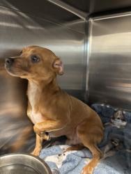 Shelter Stray Male Dog last seen Near GALVEZ AVE, Central District, , 355 Hillshire Dr, Haslet, TX 76052, USA