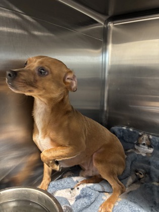 Shelter Stray Male Dog last seen Near GALVEZ AVE, Central District, , 355 Hillshire Dr, Haslet, TX 76052, USA
