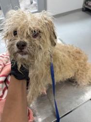 Shelter Stray Male Dog last seen Near GALVEZ AVE, Central District, , 355 Hillshire Dr, Haslet, TX 76052, USA