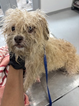 Shelter Stray Male Dog last seen Near GALVEZ AVE, Central District, , 355 Hillshire Dr, Haslet, TX 76052, USA