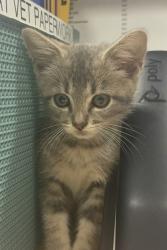 Shelter Stray Female Cat last seen City Lake Aquatic Center (200 Parkview St), 75149, TX, 1650 Gross Rd, Mesquite, TX 75149, USA