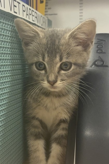 Shelter Stray Female Cat last seen City Lake Aquatic Center (200 Parkview St), 75149, TX, 1650 Gross Rd, Mesquite, TX 75149, USA