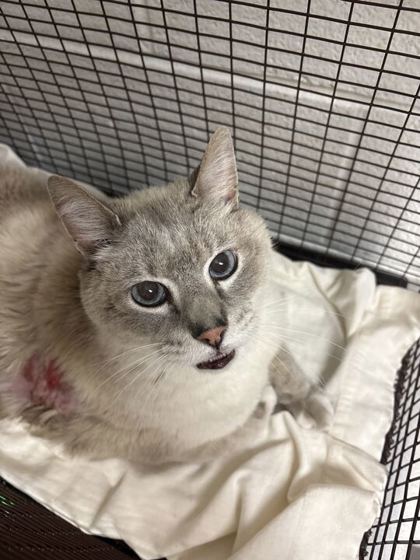 Shelter Stray Male Cat last seen Near block of Milertown pike, City of Knoxville GP, TN, 3201 Division St, Knoxville, TN 37919, USA