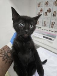 Shelter Stray Female Cat last seen Near E. 12th St, Oakland, CA, 1101 29th Ave, Oakland, CA 94601, USA