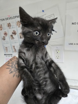 Shelter Stray Male Cat last seen Near E. 12th St, Oakland, CA, 1101 29th Ave, Oakland, CA 94601, USA